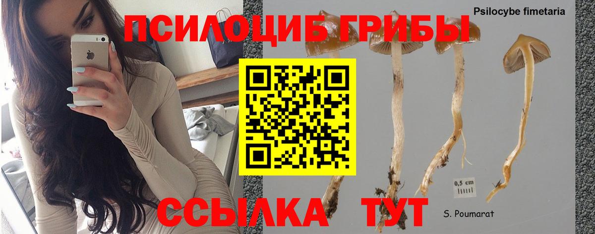 Саратов  закладка  Вход с VPN  Псилоцибиновые грибы Psilocybe 